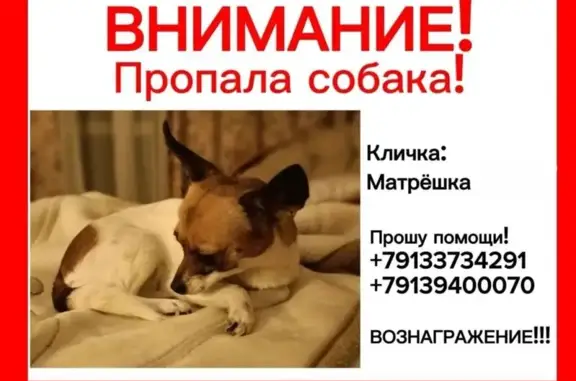 Пропала собака, улица Пирогова, 30, городской округ Бердск - photo