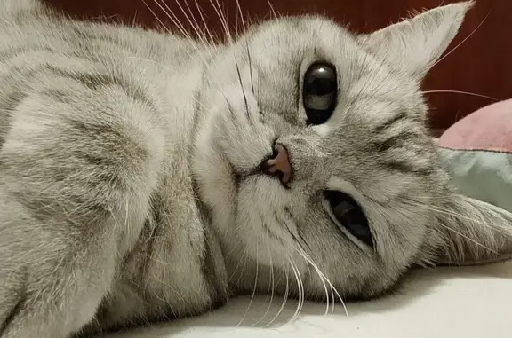Пропала кошка, Авиационная улица, 33А, Нижний Новгород - photo