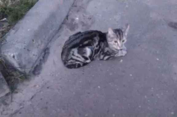 Найдена кошка, Воронеж, фото: Найдена кошка, Крутая улица, Воронеж