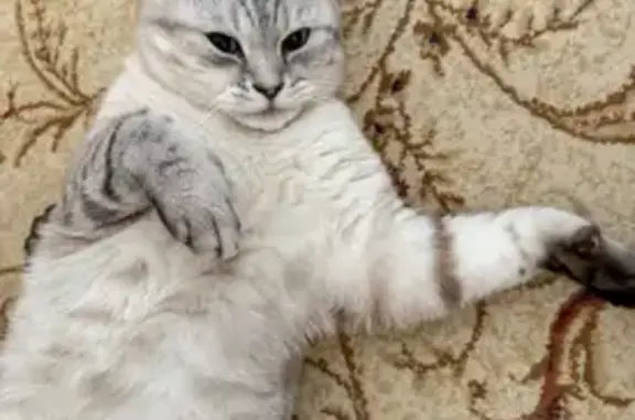 Пропала кошка, Севастопольская улица, 11, городской округ Таганрог - photo