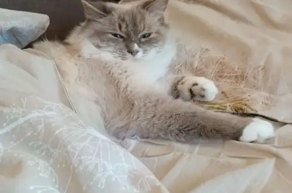 Пропала кошка, улица Третья Линия, Устюжна - photo