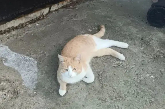 Пропала кошка Мальчик, Нижний Новгород (rl1175747) - photo