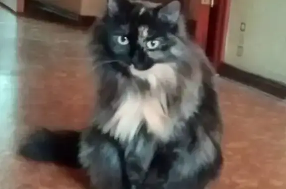 Пропала кошка, Флагманская улица, Калининград - photo