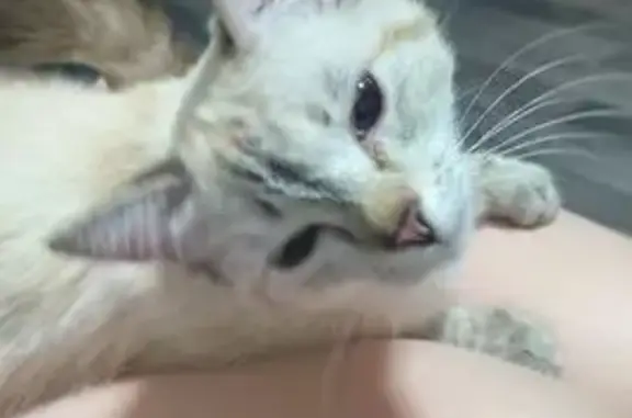 Пропала кошка, улица Энтузиастов, 15, Барнаул - темнее, чем на фото - photo