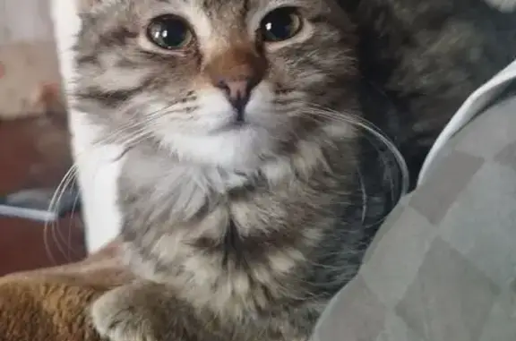 Найдена кошка, Старая Русса, фото: Найдена кошка, улица Якутских Стрелков, Старая Русса - черный-серый окрас, белое пятнышко на мордочке