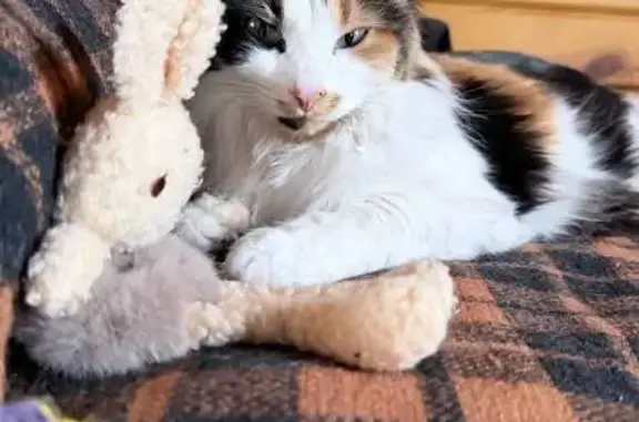 Пропала кошка, 1-й Успенский переулок, 27, Химки - photo