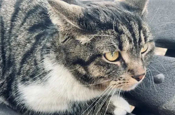Найдена кошка, Пермь, фото: Найдена кошка, улица Космонавта Леонова, 49, Пермь - сидит на скамейке