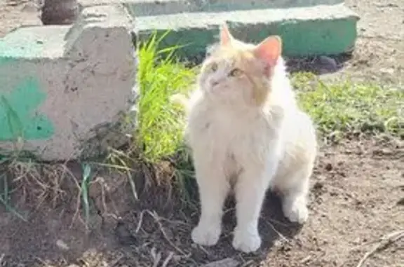 Найдена кошка, Владивосток, фото: Найдена кошка, Каштановая улица, Владивосток - пушистая бело-рыжего окраса