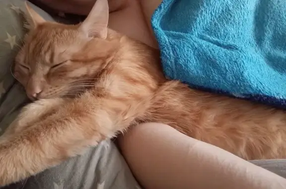 Пропала кошка, 1-й Краснинский переулок, 21, Смоленск - рыжий кот - photo