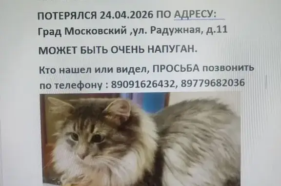 Пропала кошка, Радужная улица, 11, Московский - дымчато-серый окрас - photo