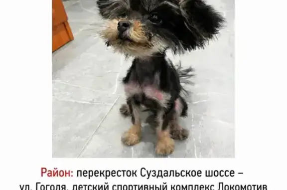 Пропала собака, Суздальское шоссе, городской округ Ярославль - черный окрас, коричневые носочки - photo