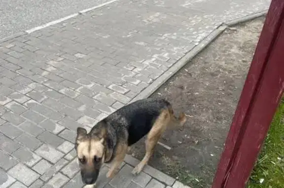 Найденные животные Балашиха, фото: Найдена собака, Носовихинское шоссе, Балашиха
