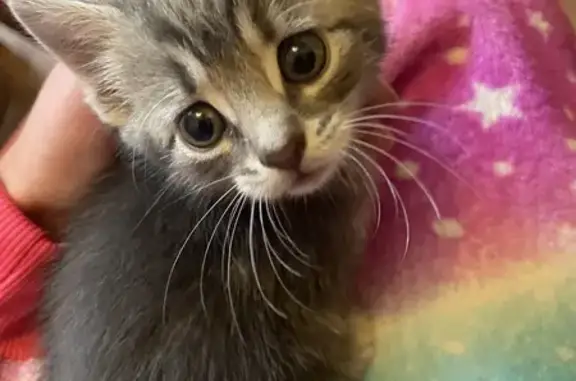 Найдена кошка, Чалтырь, фото: Найдена кошка, 16, Медицинская улица, Октябрьский район, Ростов-на-Дону, городской округ Ростов-на-Дону, Южный федеральный округ, 344039, Россия