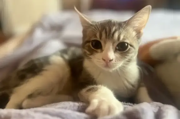 Пропала кошка, улица Космонавта Комарова, 13, Нижний Новгород — серая девочка, около 6 месяцев - photo