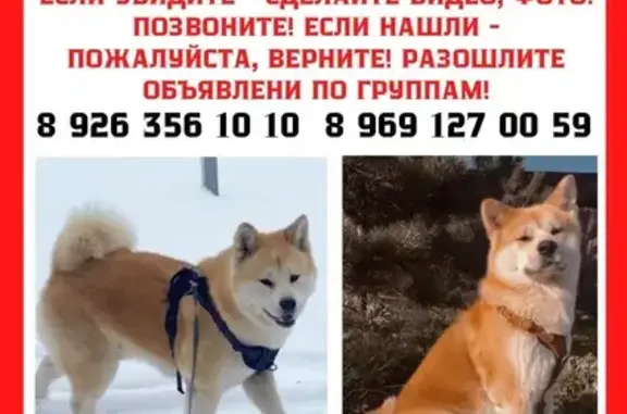 Пропала собака, Долгое Лёдово, Московская область — рыжий акита-ину, знает команды - photo