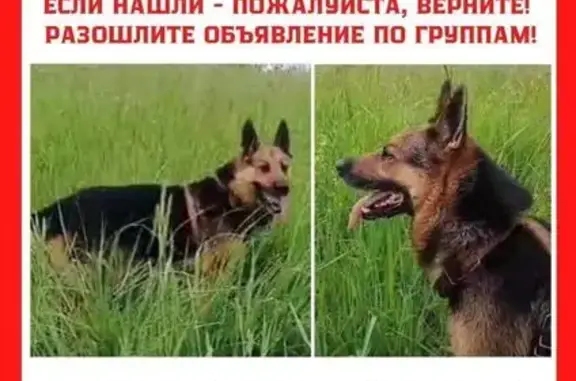 Пропала собака, Солнечногорск, Московская область - немецкая овчарка с кожаной шлейкой - photo