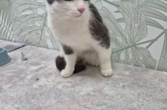 Найдена кошка, Воронеж, фото: Найдена кошка, улица Ломоносова, 114/5, Воронеж — серо-белая, с салатовыми глазами