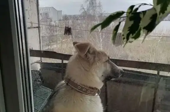 Найдена собака, Нижний Тагил, фото: Найдена собака, Красногвардейская улица, 12, Нижний Тагил — кобель, 5-6 месяцев