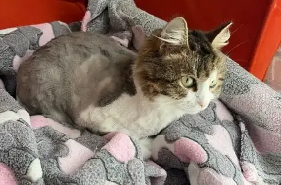 Пропала кошка, улица Камышева, 12, Лосино-Петровский — стриженная, с пушистой кисточкой на хвосте - photo