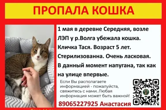 Пропала кошка, Середняя, Костромская область - photo