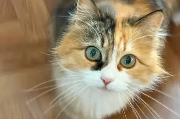 Пропала кошка, Целинная улица, 9/1, Сочи — кошечка 6 лет, зовут Лиза - photo