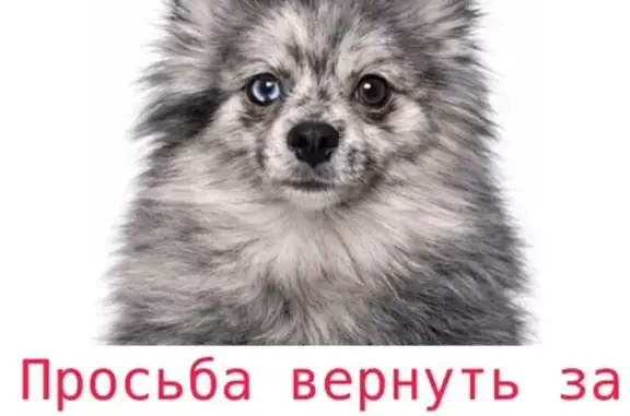Пропала собака, Павловка, Оренбургская область — окрас мерль, разные глаза - photo