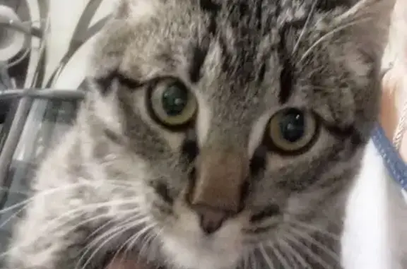 Пропала кошка, улица Юрина, 145, Барнаул — котик 8 мес, кастрированный, окрас камышовый - photo