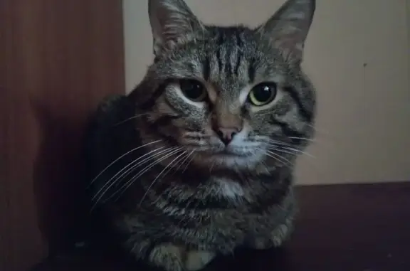 Пропала кошка, Кострома, Костромская область — толстенькая, кличка Боня - photo