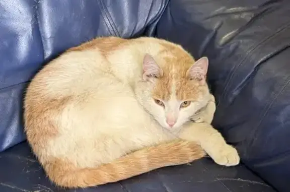 Найдена кошка, улица Металлургов, Екатеринбург — молодой кот, 2–3 года - photo
