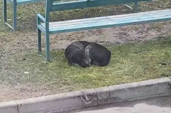 Найденные животные Любаново, фото: Найдена собака, Любаново, Московская область — дратхаар, без ошейника, без клейма, 3–5 лет