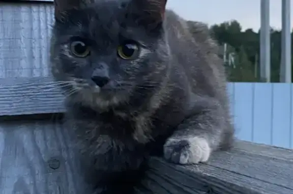 Пропала кошка, Становщиково, Костромская область — маленькая, ласковая - photo