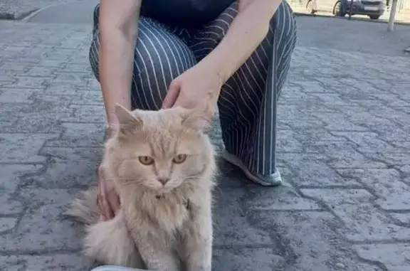 Найдена кошка, Красноярск, фото: Найдена кошка, Красноярск — персиковая