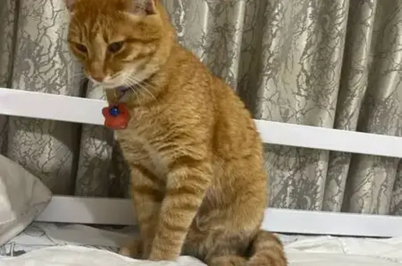 Пропала кошка, Пристанская улица, Майна — рыжая, полненькая, с оранжевым ошейником и колокольчиком - photo