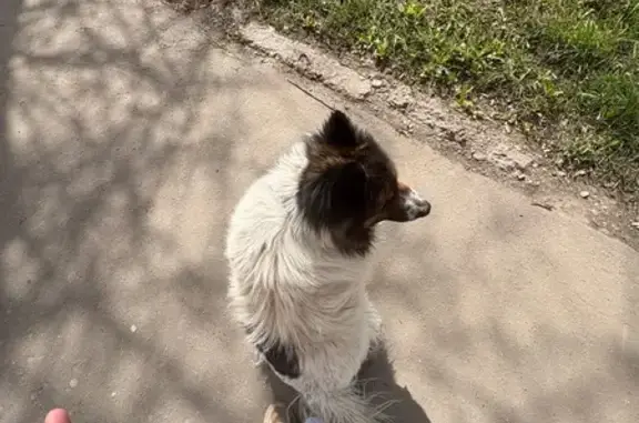 Найдена собака, Тула, фото: Найдена собака, улица Мира, 62, Тула — белая с чёрно-коричневой мордой, пушистая