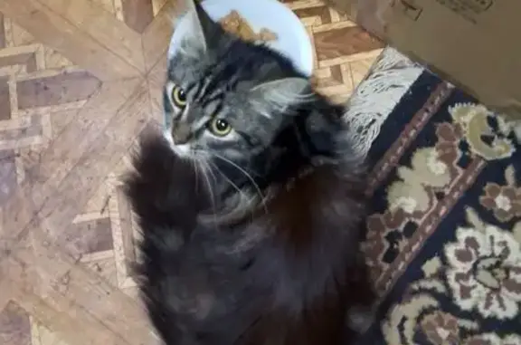 Объявления о пропавших и найденных животных, Смоленск, фото: Найдена кошка, Можайская улица, городской округ Смоленск, Смоленск — окрас на фото, царапается, в лоток пошла