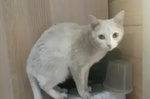 Пропала кошка, Морская улица, 1, Лебяжье — чисто белая, глухая, с порванным правым ухом - photo