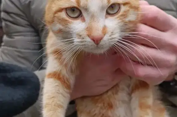 Найдена кошка, Бурашево, фото: Найдена кошка, Спортивная улица, 7, Бурашево, Бурашево — мальчик, очень ручной, приучен к туалету на улице