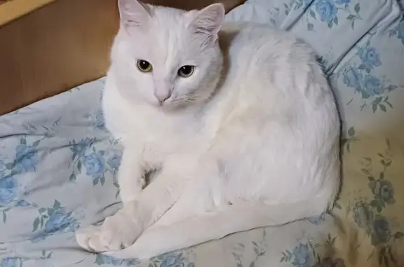 Пропала кошка, 2-я Зеленгинская улица, Астрахань — белый кот, 1 год - photo