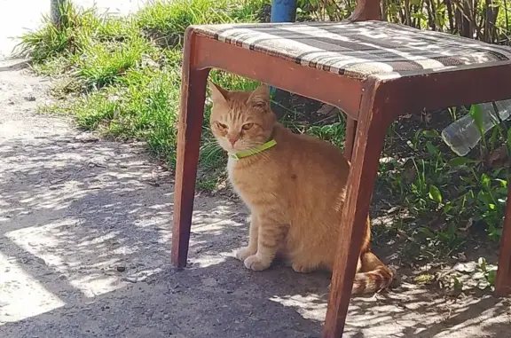 Объявления о пропавших и найденных животных, Кохма, фото: Найдена кошка, Владимирская улица, 20, Кохма — рыжая, с зелёным ошейником, повреждён правый глаз