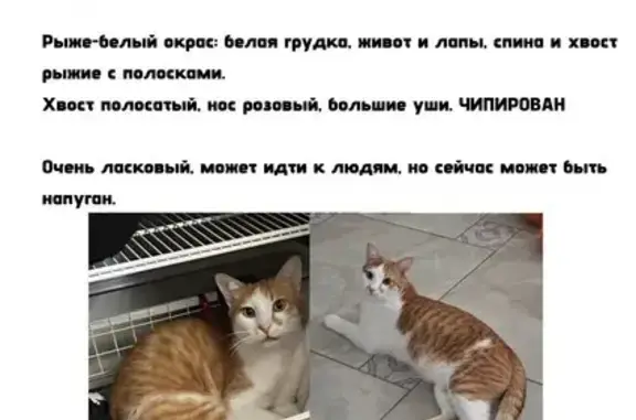 Пропала кошка, Курортный проспект, 110, Сочи — рыже-белый окрас, чипирован - photo
