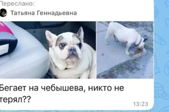 Найдена собака, Воронеж, фото: Найдена собака, улица Чебышева, 13 к1, Воронеж — контактная, с ошейником
