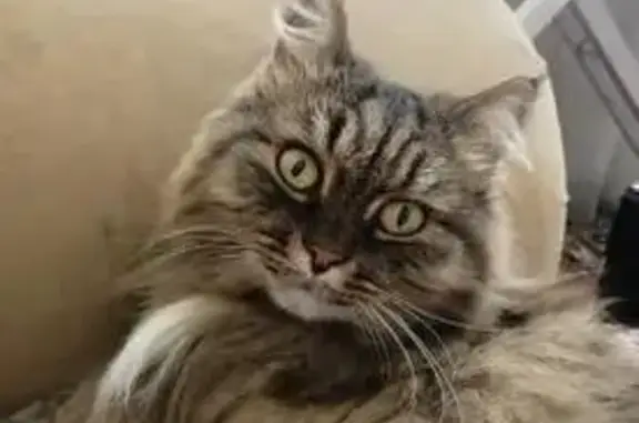 Пропала кошка, Кемерово — сибирский кот 14 лет, длинная шерсть - photo