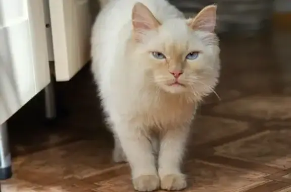 Пропала кошка, улица Чкалова, 14, Томск — 5 месяцев, немного пугливая, кастрирована - photo