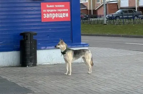 Найдена собака, Медведево, фото: Найдена собака, улица Логинова, Медведево — у Ленты, очень ищет хозяина