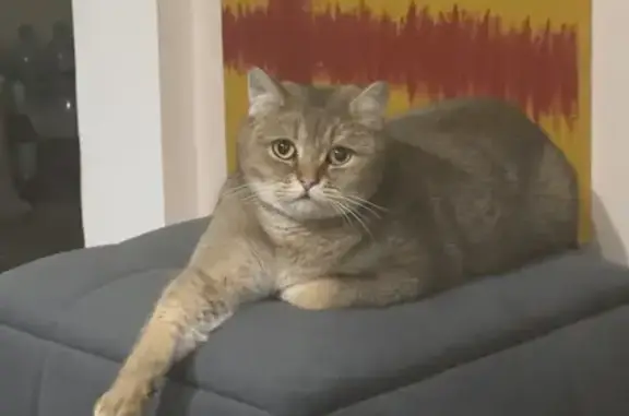 Пропала кошка, улица Бондаренко, 14, Тула — британская золотая шиншилла, крупная - photo