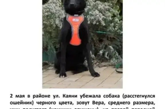 Пропала собака, улица Каяни, Ростов-на-Дону - photo