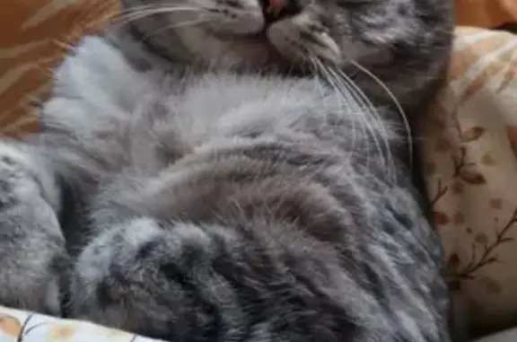 Пропала кошка, улица 8-го Марта, 6, Калининград — кот по кличке Леопольд - photo