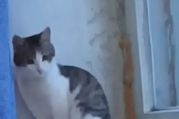 Пропала кошка, улица Ухтомского, 27, Красноуфимск — одна чёрная лапа - photo
