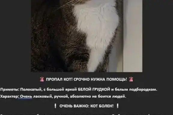 Пропала кошка, улица Попова, 19, Рыбинск — кастрированный кот, 8 лет - photo