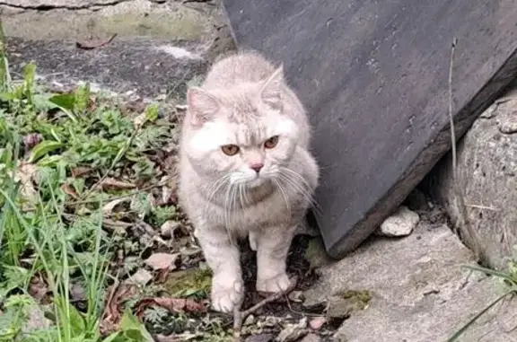 Пропала кошка, Парковая улица, 12, Железногорск — британская короткошёрстная, домашняя, 12 лет - photo